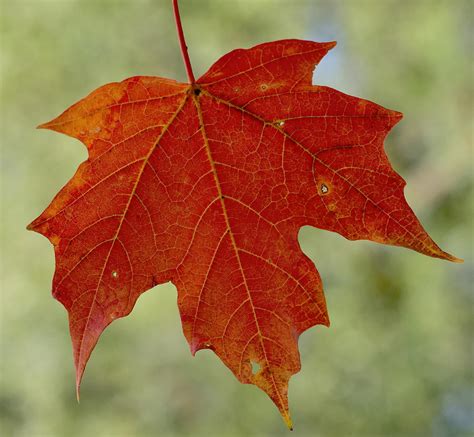 photo of a maple leaf|fall maple leaves images.